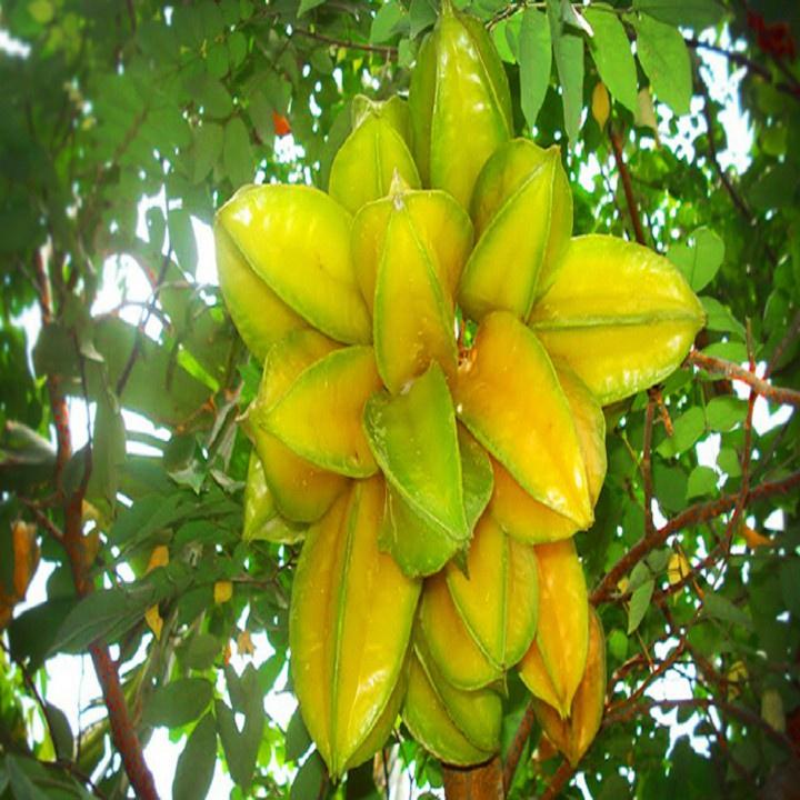 Cây Giống Khế Ngọt Thái Lan