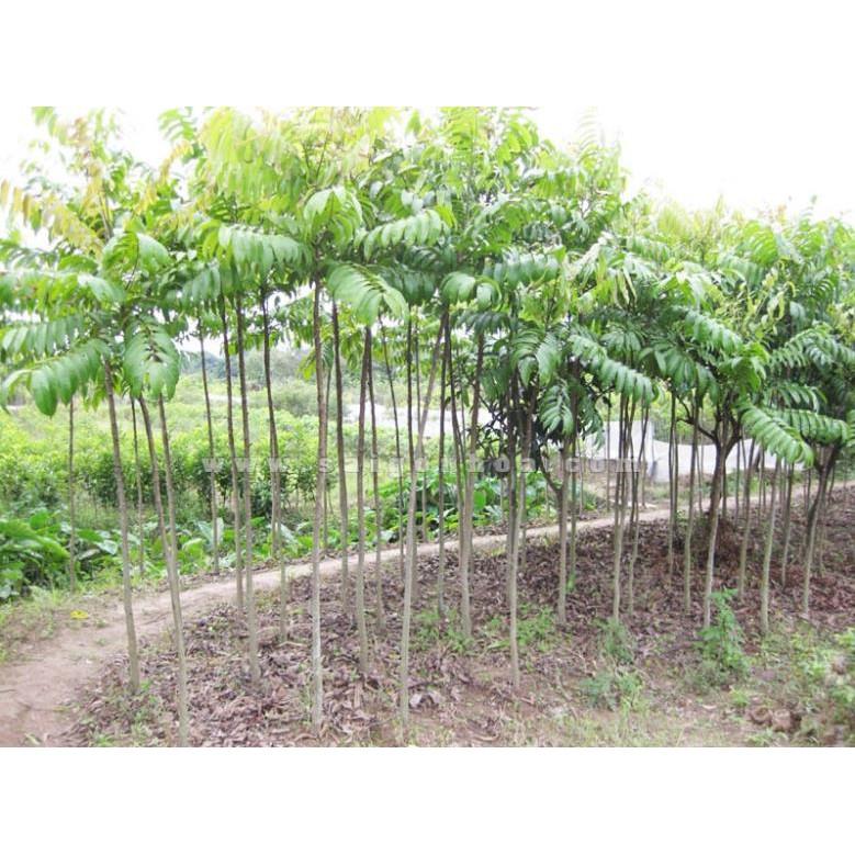 COMBO 2 Cây SẤU GHÉP, SẤU HẠT giống - Hàng chuẩn cao từ cm