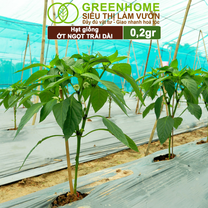Hạt Giống Ớt Ngọt Trái Dài GreenHome, Gói 0,2gr, Dễ Trồng Quanh Năm, Năng Suất Cao G16