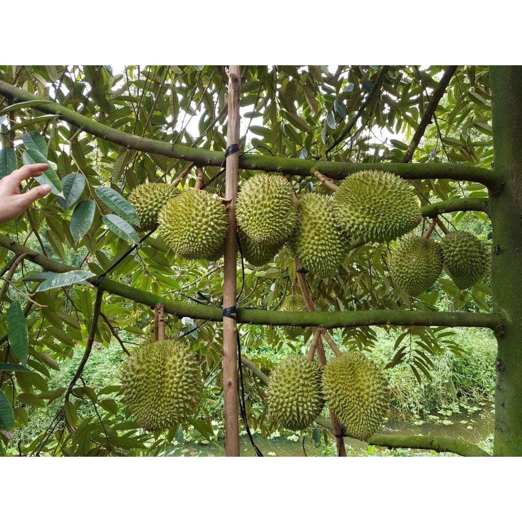 Cây giống Sầu Riêng RI6 bầu to khổng lồ , GỐC TO GHÉP 2 NĂM