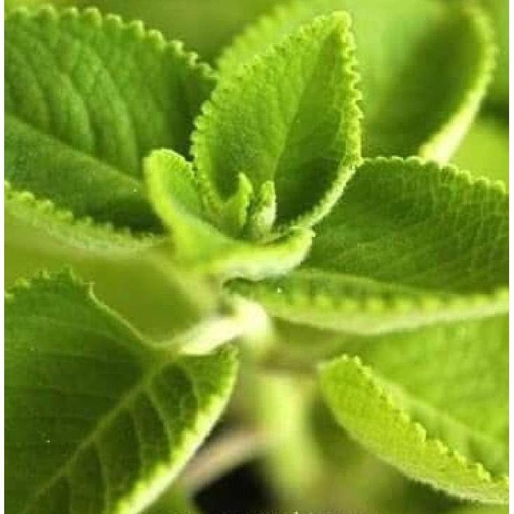Hạt giống rau húng chanh,húng bạc hà-gói 0,1 gram/tặng kèm gói phân bón lót