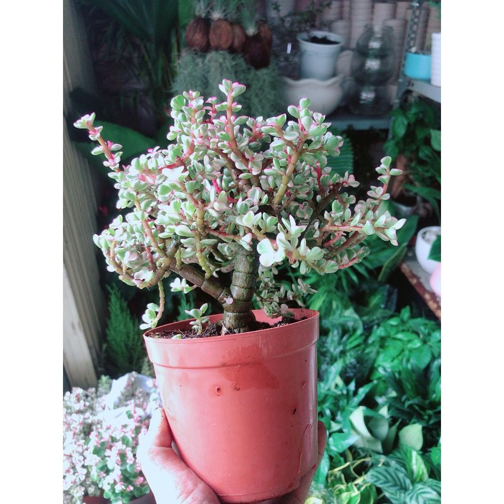Cây Đô La Thân Cổ Thụ