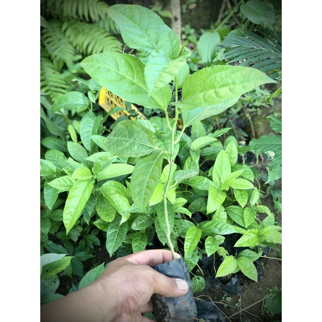 Cây chanh leo tím giống - Chanh dây tím giống