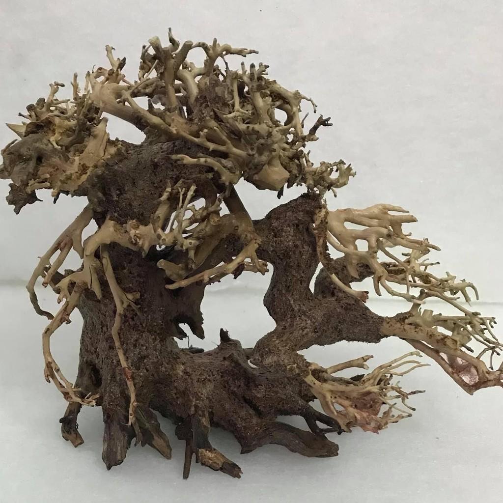 Lũa Bonsai Cho Bể Cá,Bể Thủy Sinh Mini