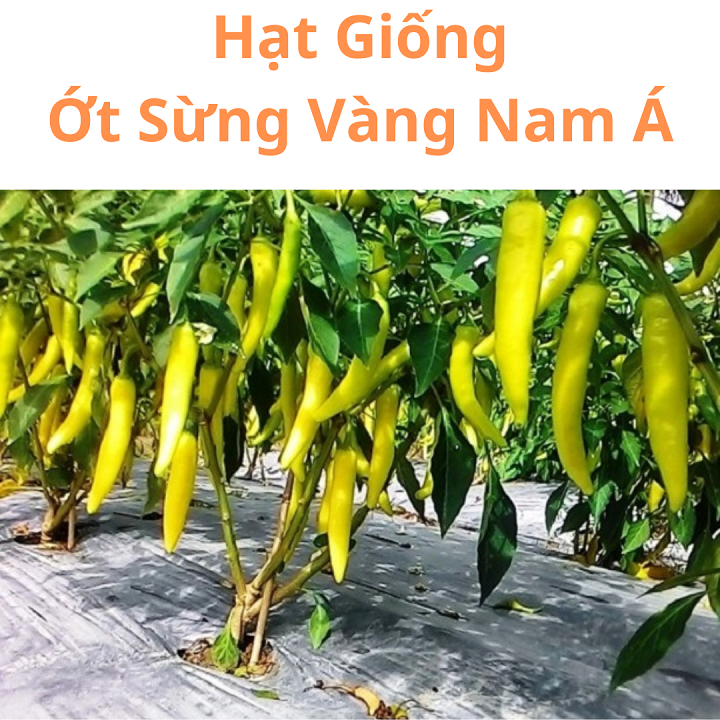 Hạt Giống Ớt Sừng Vàng F1 Siêu Năng Suất - Gói 1Gr