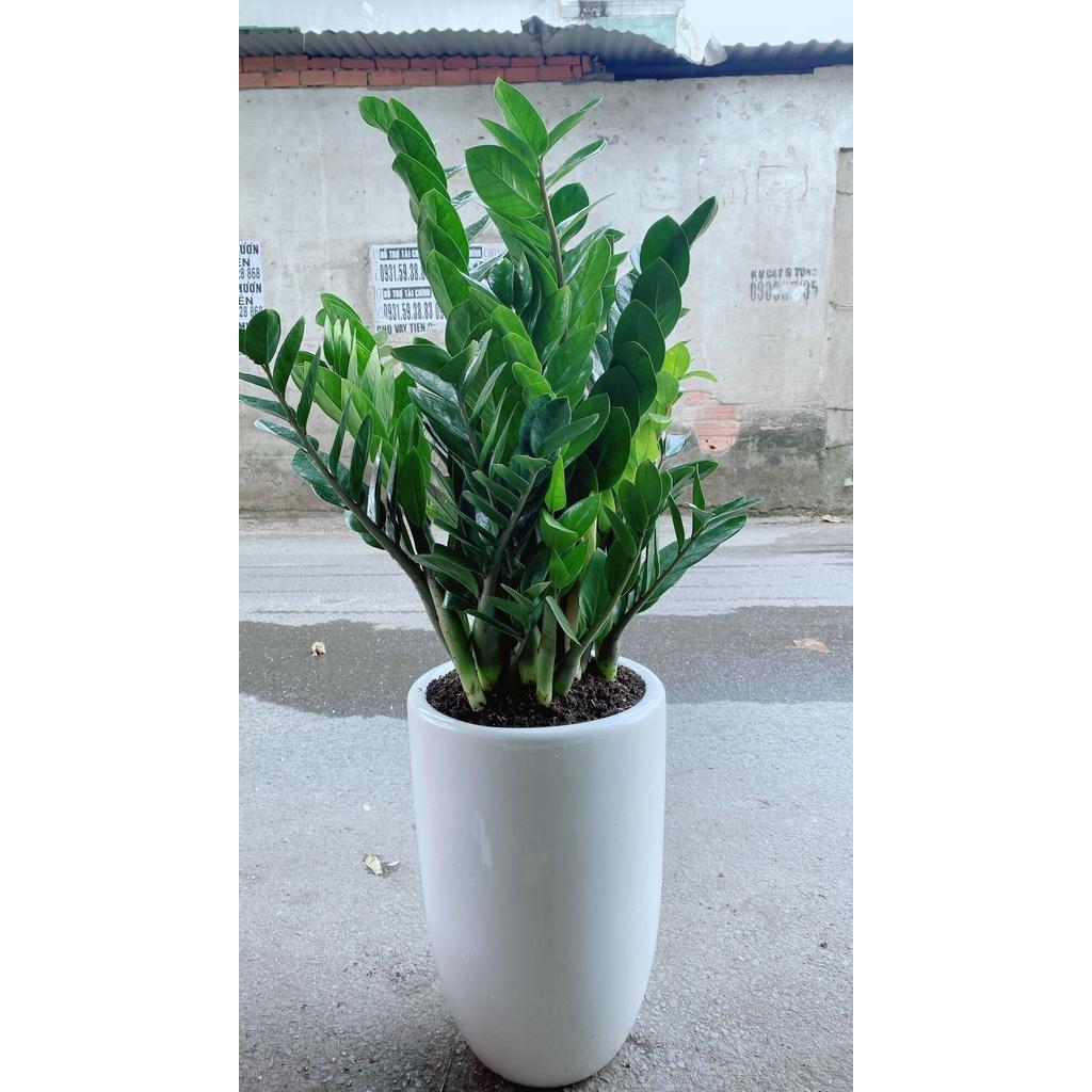 Chậu Cây Kim Phát Tài