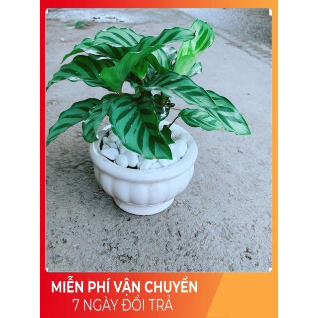 Chậu Đuôi Công Xanh