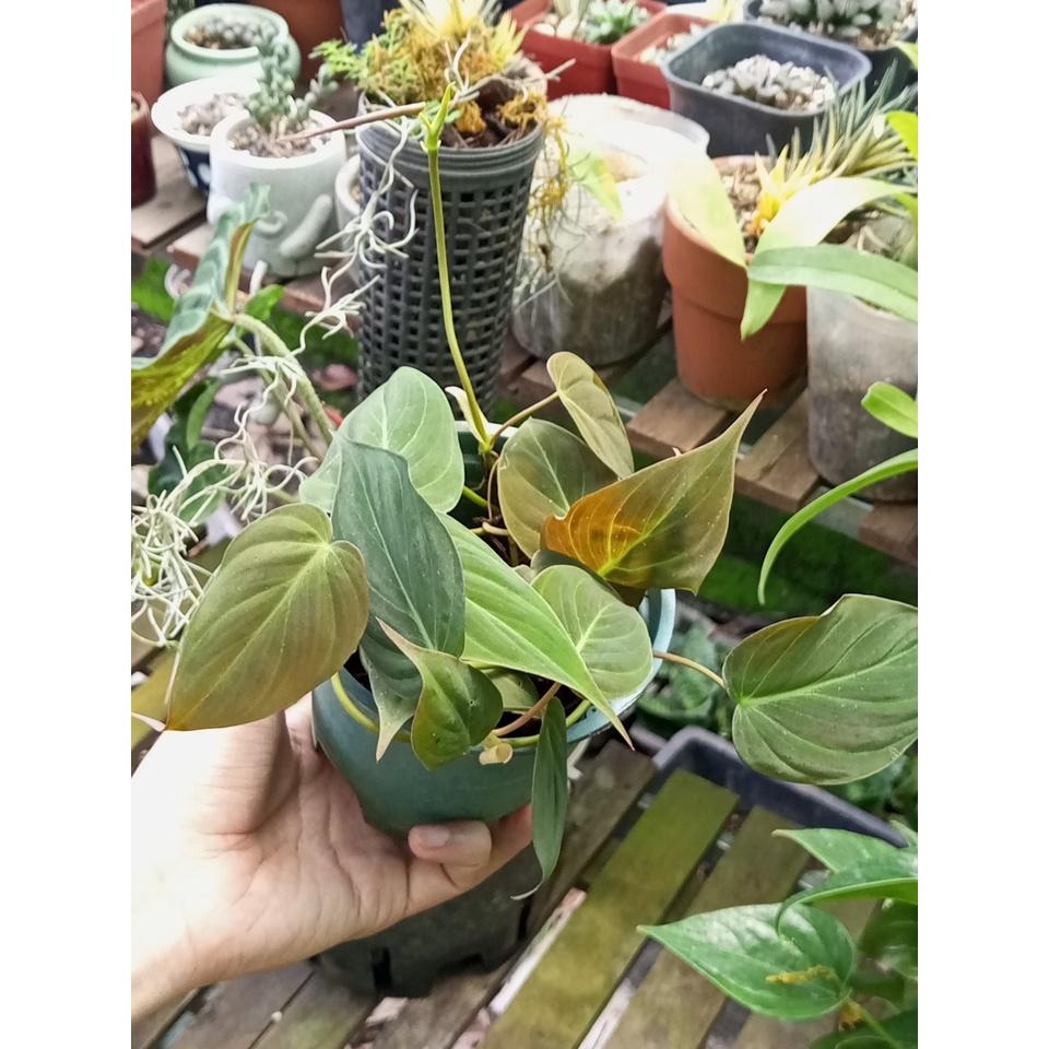 Cây trầu bà Philodendron Micans (trầu bà lá nhung)