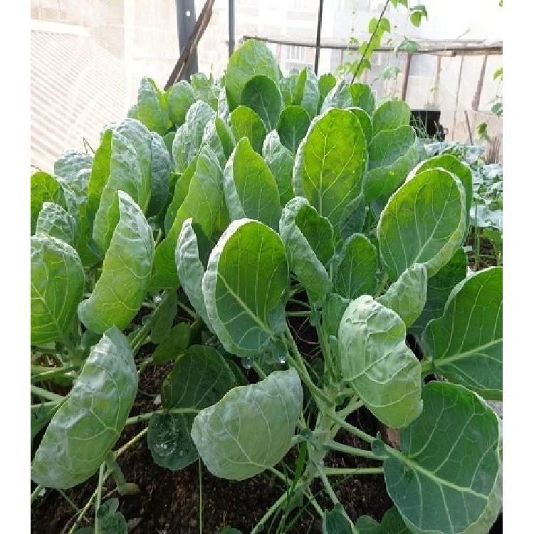 Hạt giống rau cải rổ giòn, ngọt 20gr/gói