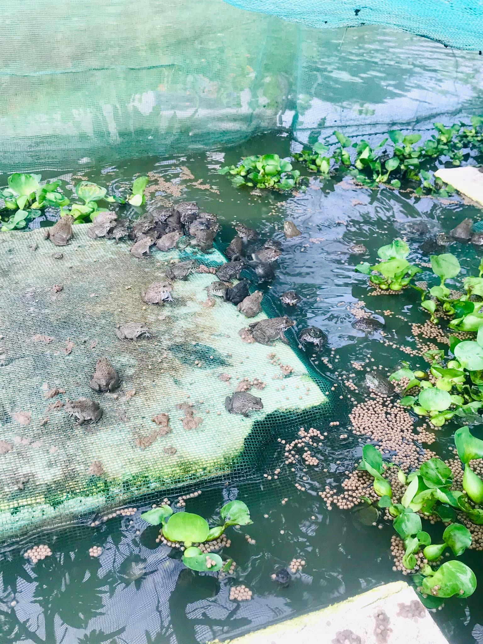 Mùng _Dèo_Vèo_Tráng nuôi cá, ếch 2m x 4m x 2m có nắp