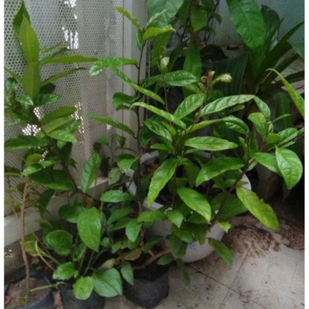 Sản phẩm Cây giống xạ đen