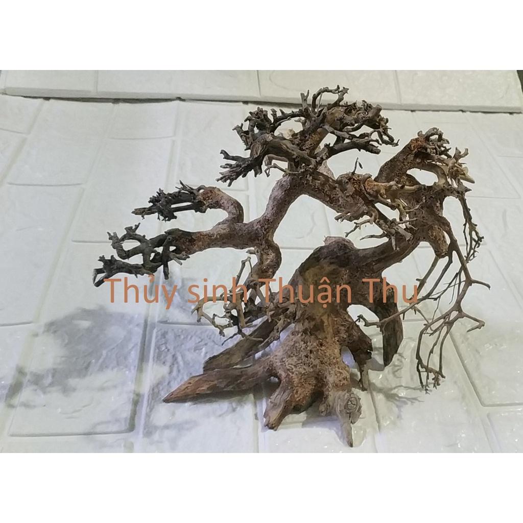 Lũa Bonsai Thủy Sinh nhiều size