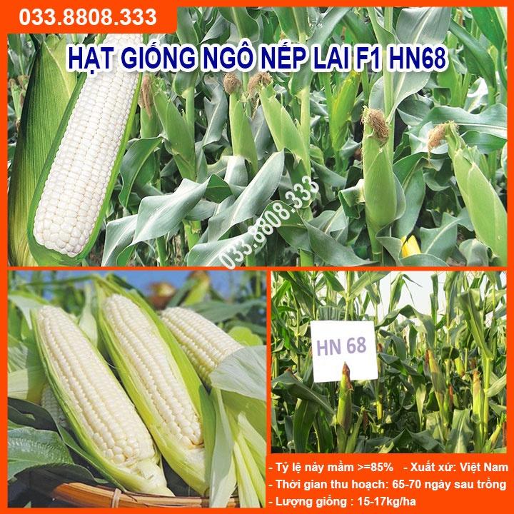 Hạt Giống Ngô Nếp Dẻo Thơm Ngon Đều Hạt HN68 Gói 300gram