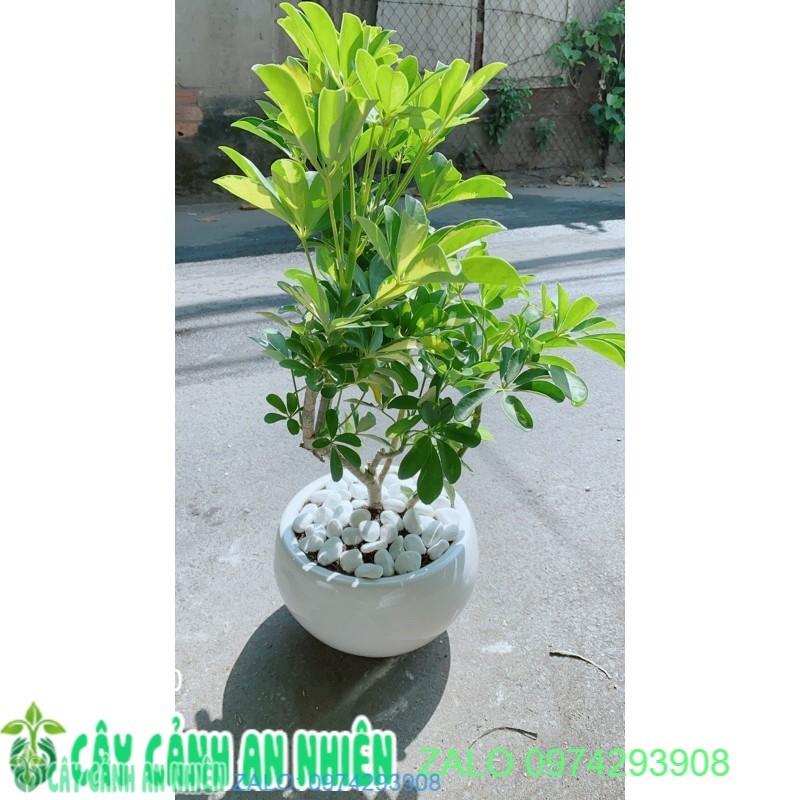 Chậu Ngũ Gia Bì Đuổi Muỗi Tốt