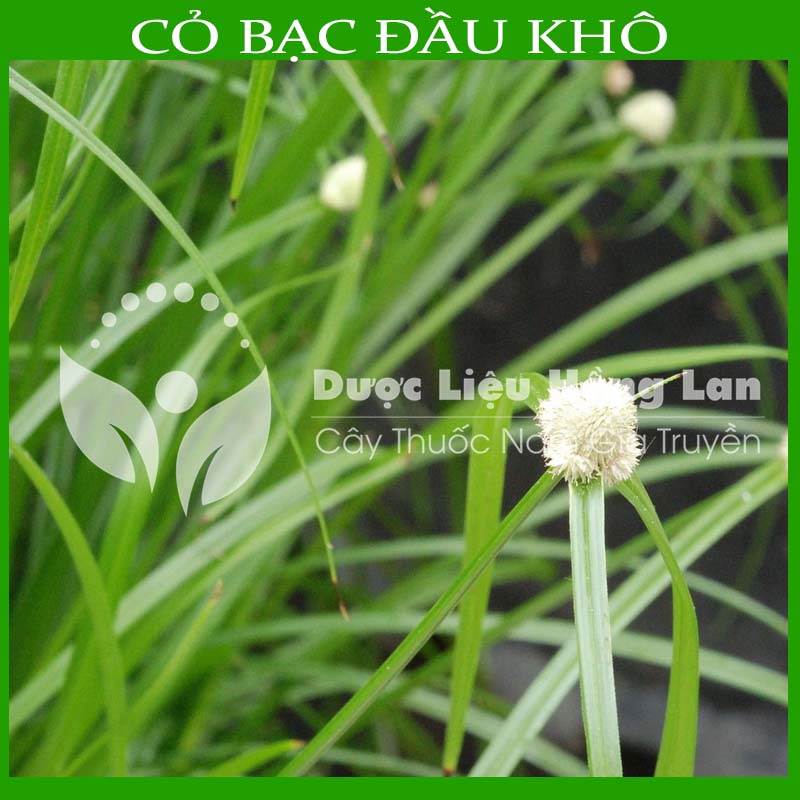 Cây Cỏ Bạc Đầu khô sạch gói 1KG