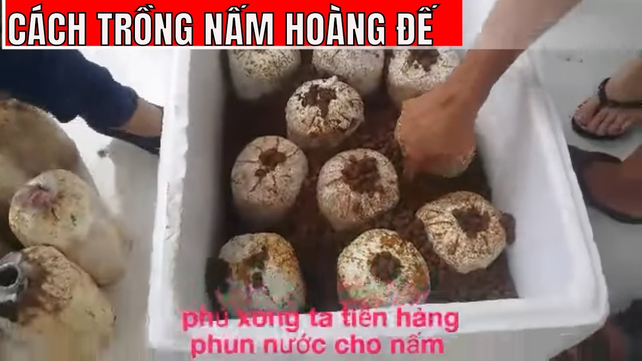 thùng phôi nấm hoàng đế (loại trung 6 bì )