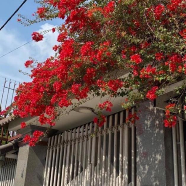 Giấy thái màu đỏ rực cháy siêu hoa