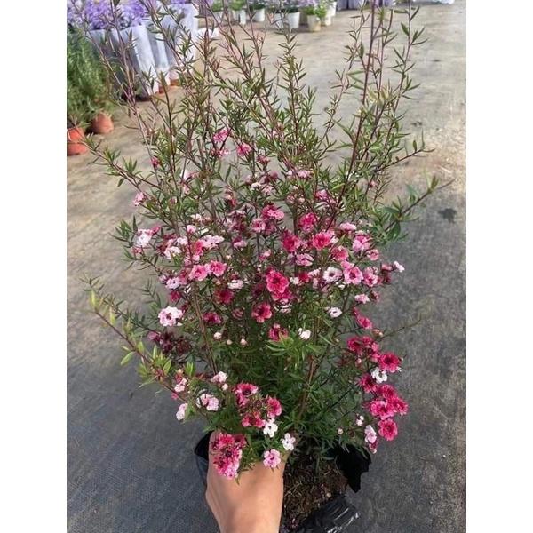 Sale tết--- 1m2 Tùng tuyết mai