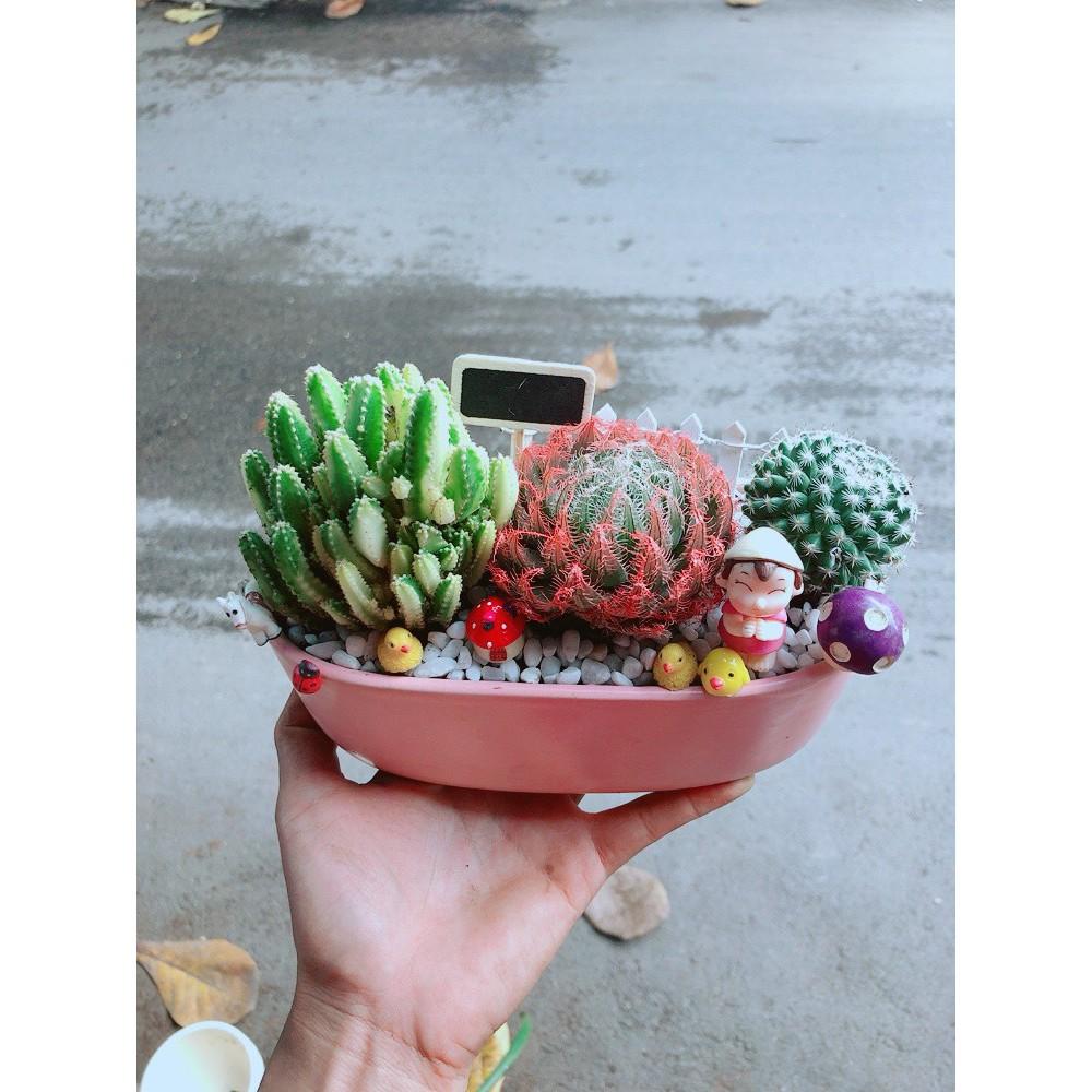 Chậu Mix Tiểu Cảnh Sen Đá
