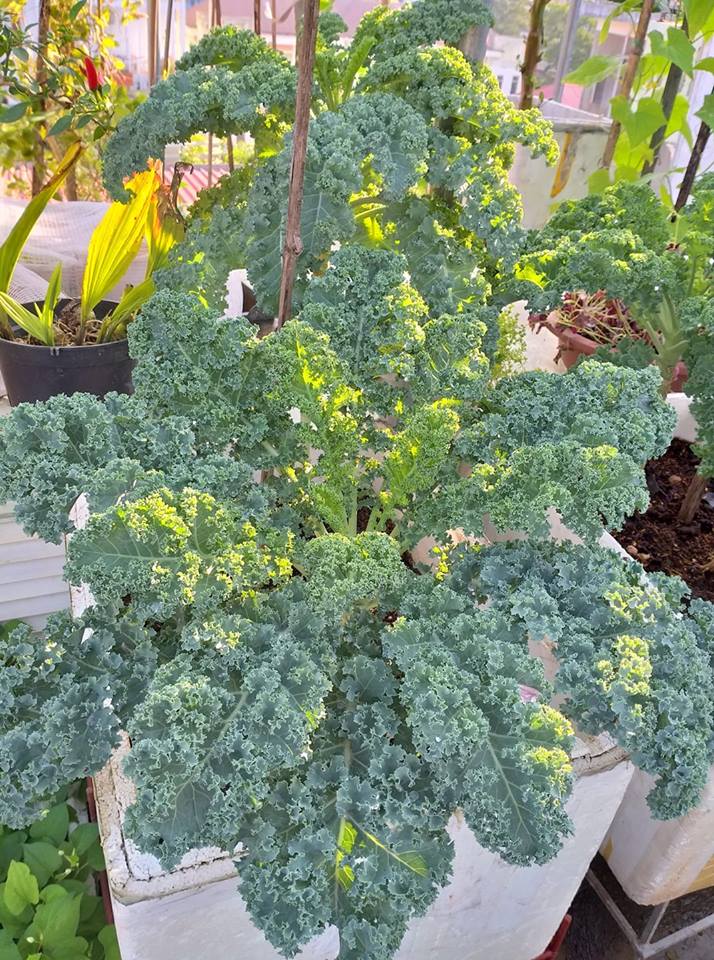 01 Gói Hạt Giống Cải Kale - Nảy Mầm Cực Chuẩn