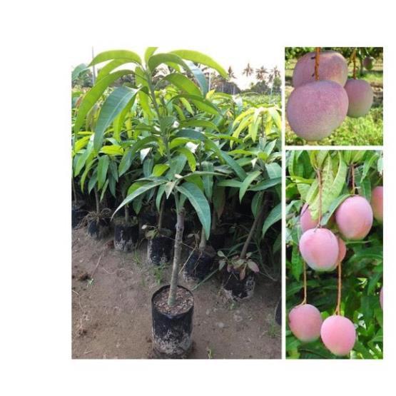Sản phẩm Cây Ăn Trái cây giống xoài úc