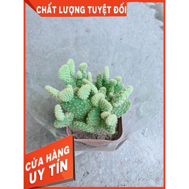 Xương Rồng Tai Thỏ