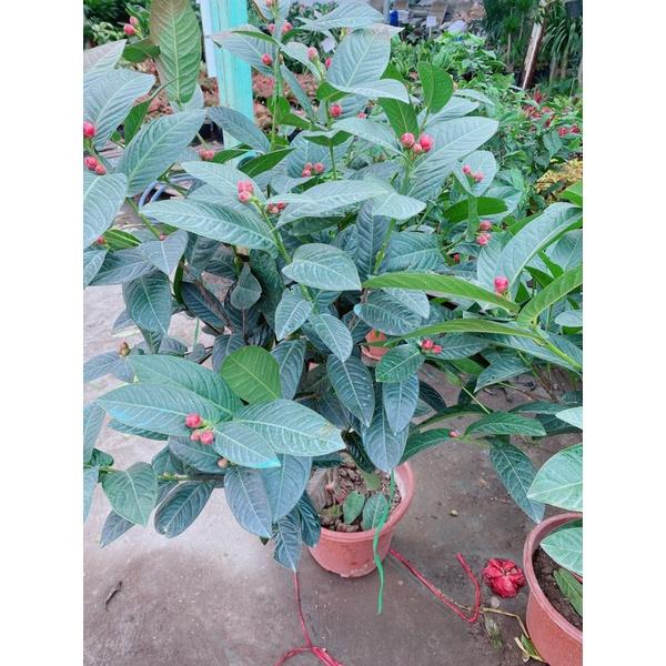 Cây Hoa Hải Đường