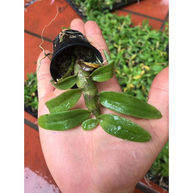 Trầm tím cánh mai