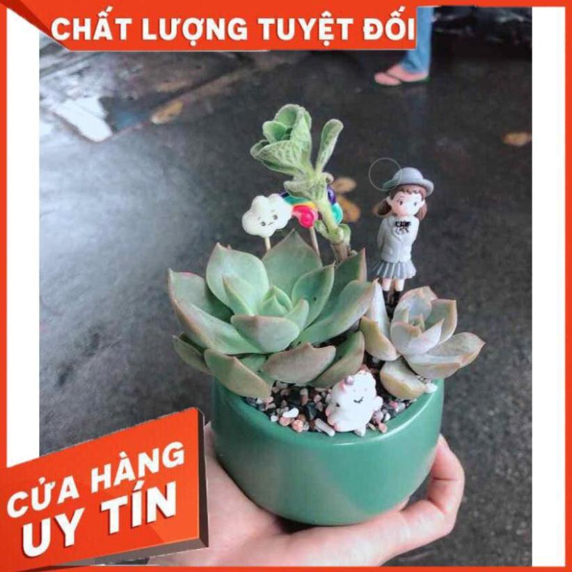 Chậu sen đá tiểu cảnh Nhiều Người Mua