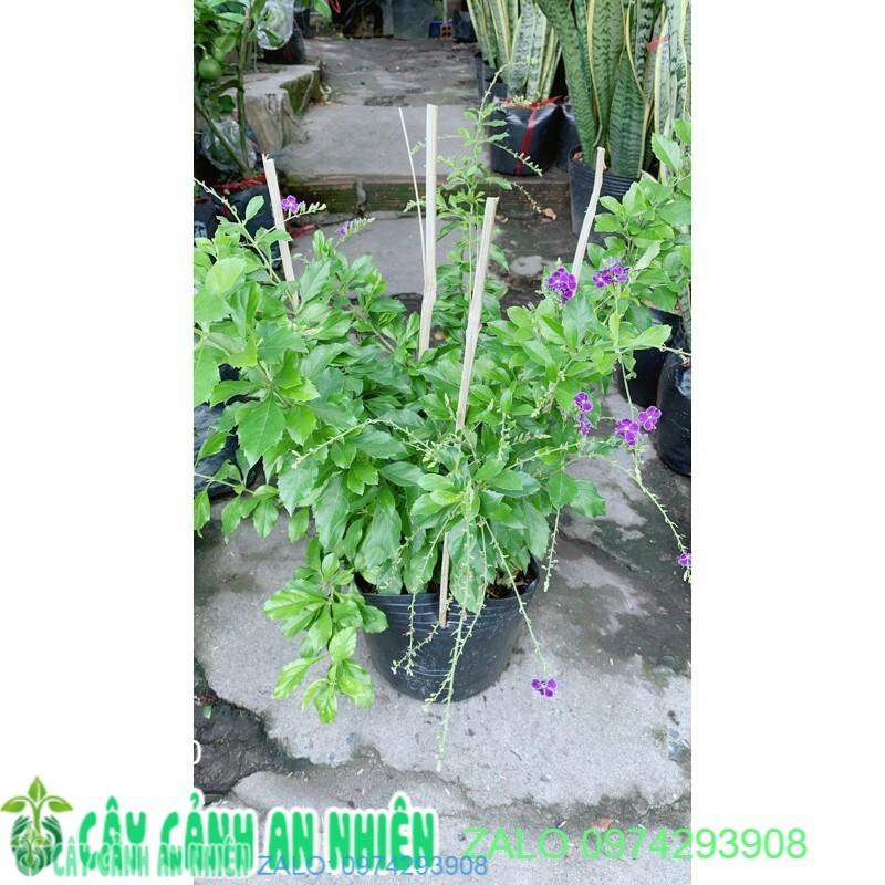 Chuỗi Ngọc Tím Rũ