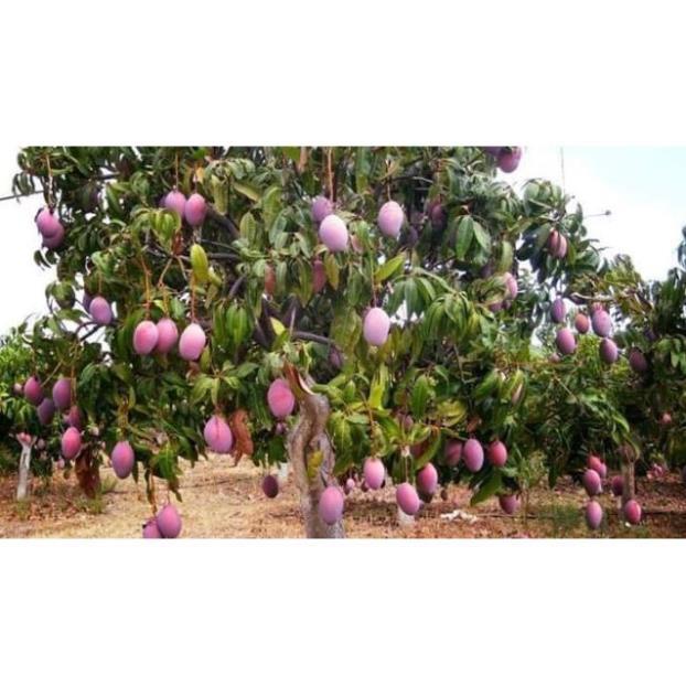Sản phẩm CÂY XOÀI THÁI TÍM