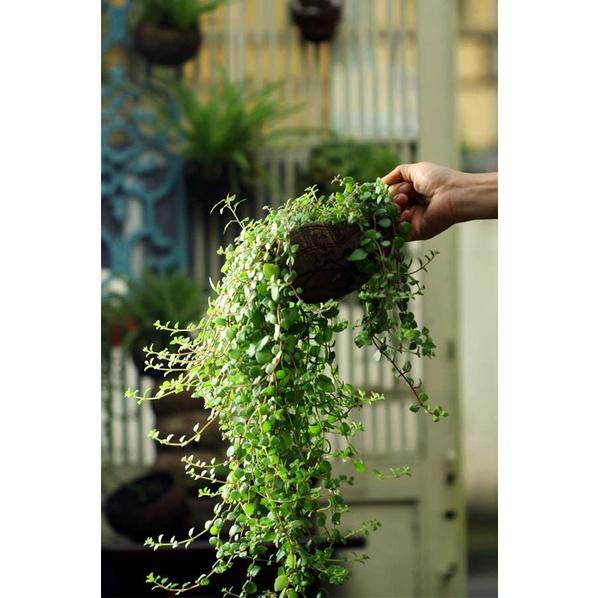 Gáo dừa thô TRỒNG LAN I CÂY CẢNH