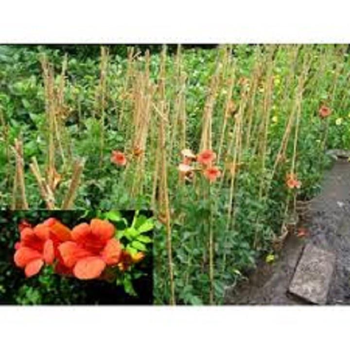 CHẬU CÂY DÂY LAN TIÊU - CÂY GIỐNG