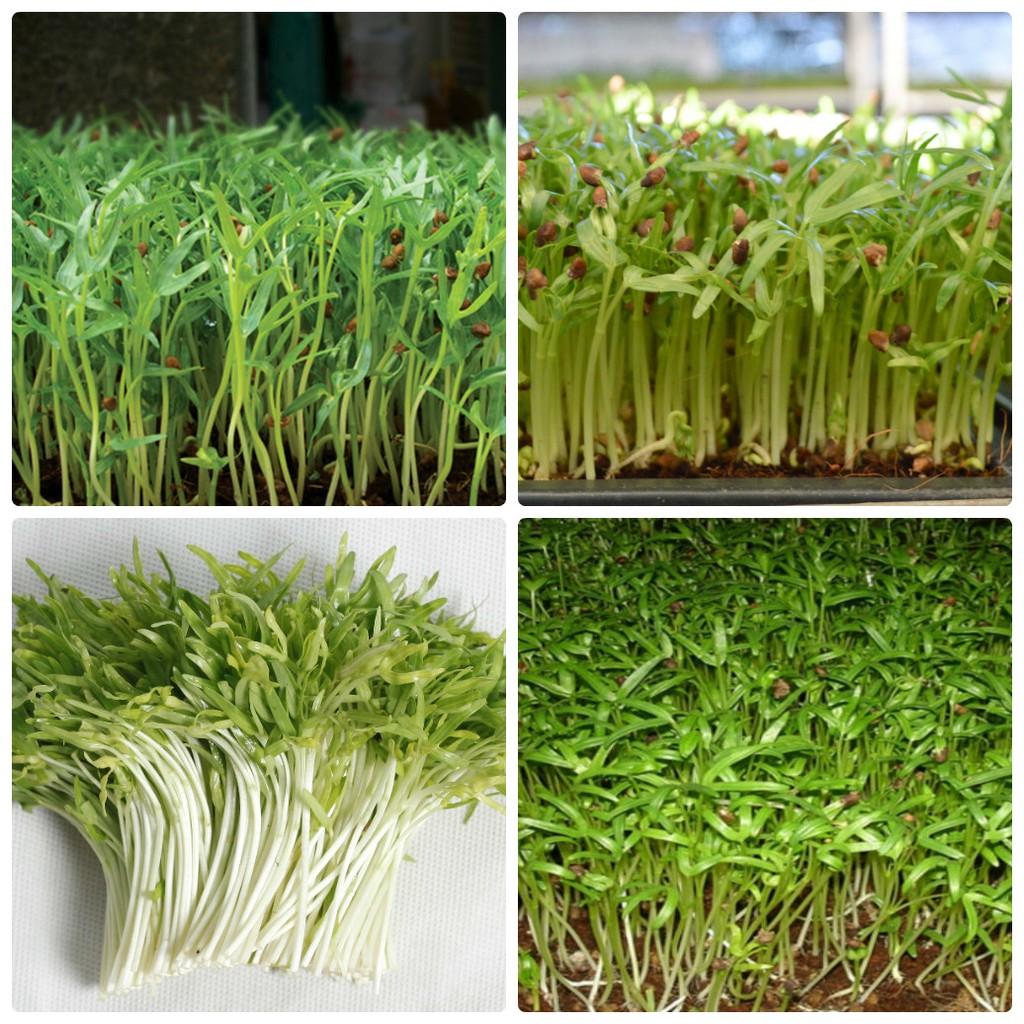 Combo 9 gói hạt giống rau cải ăn mầm