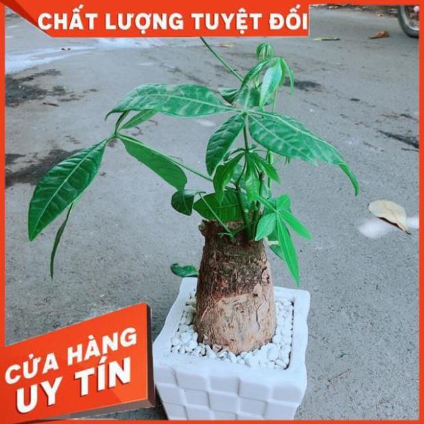 Chậu Kim Ngân Chân Voi