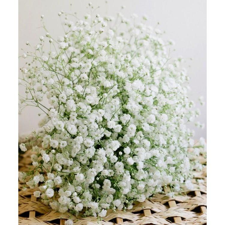 Hạt giống hoa baby trắng - 100hạt/gói