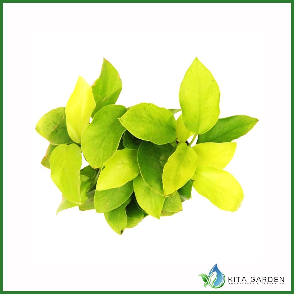 Cây Thủy Sinh Ráy Petite - Nana - Ráy Lá Vàng | Cây Thủy Sinh Không Cần Co2, Dễ Trồng