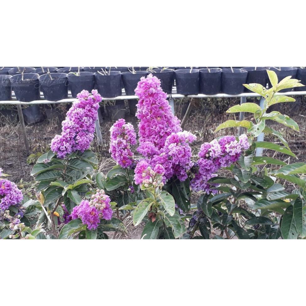 Cây giống bằng lăng tím