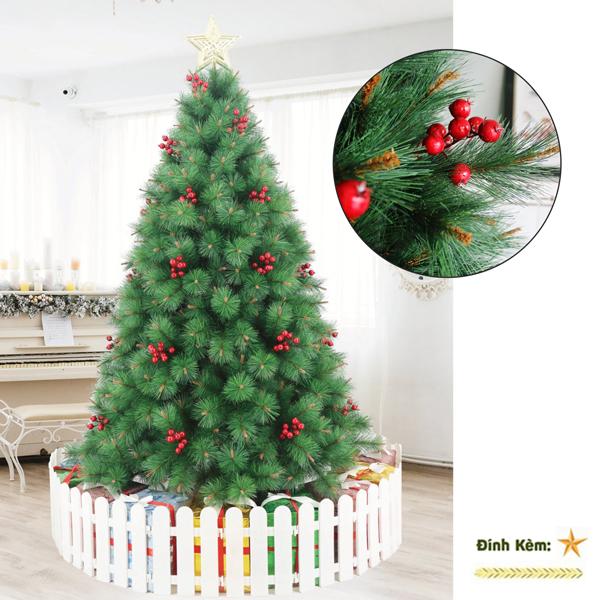 Cây Thông Cước Đầu Vàng Gắn Trái Đỏ 150 cm - Chaang Chiia LP-YHN-5R