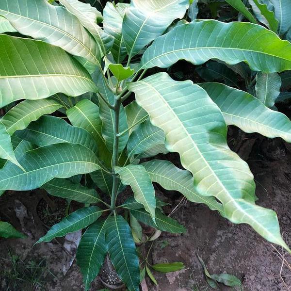 Cây giống Xoài Tượng .