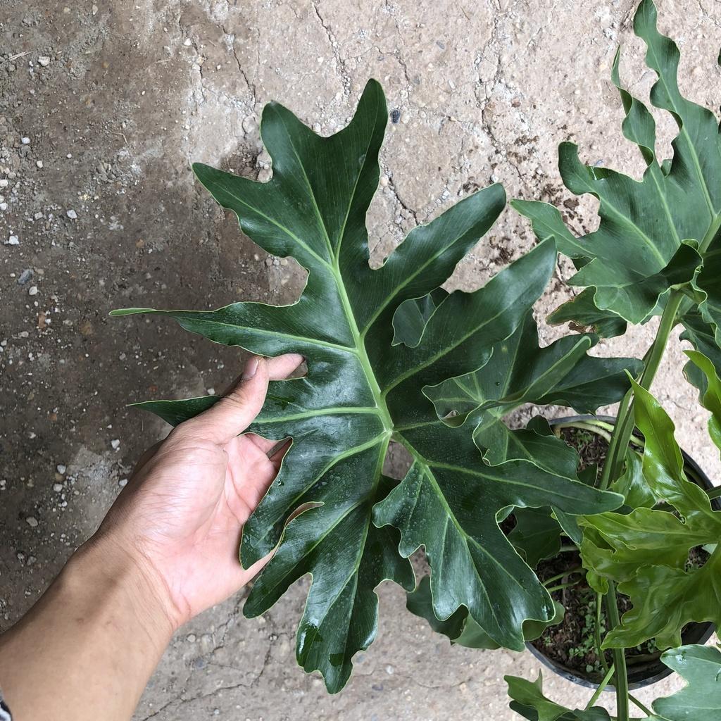 Cây trầu bà thanh xuân to, Cao 50cm tán lá cực dày xanh mướt bắt mắt, thanh lọc không khí