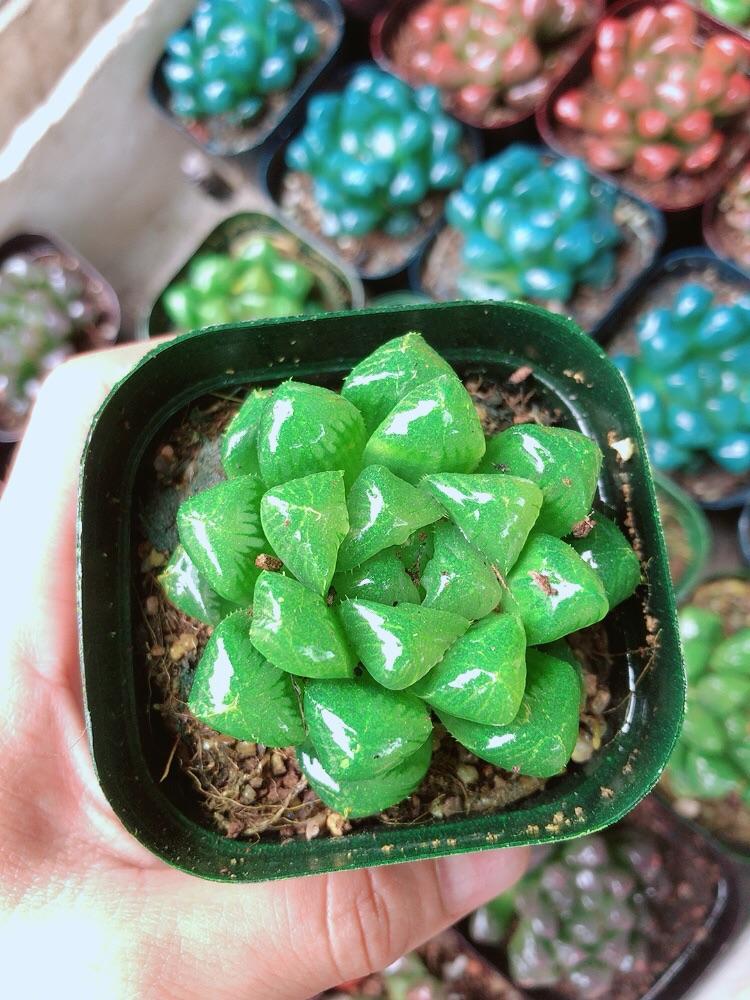 Chậu Kim Cương Hàng Đẹp Được Chọn Màu