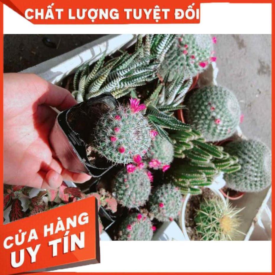 Xương rồng nhỏ có hoa Nhiều Người Mua