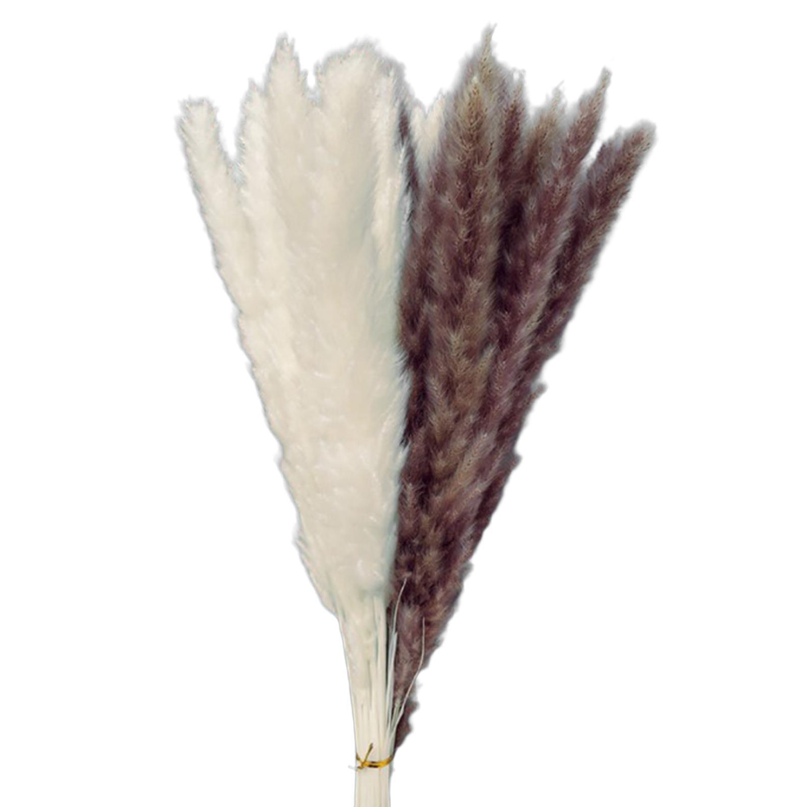 Natural Dried Pampas Grass Boho Home Decor Flower Arrangement Dried Reed Phragmites Decoration
