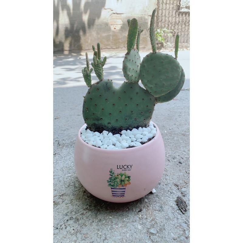 Chậu Cây Xương Rồng