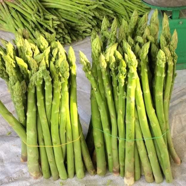 HẠT GIỐNG MĂNG TÂY XANH CHUẨN F1