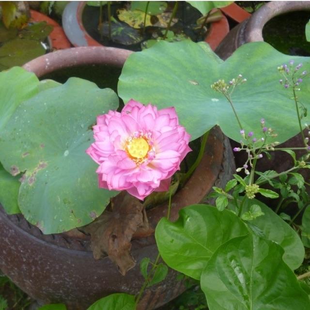 Hạt giống sen Bách Diệp ngàn cánh 5 hạt