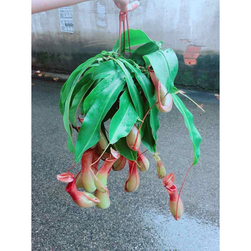 Chậu Nắp Ấm Size Đại Bán Chạy
