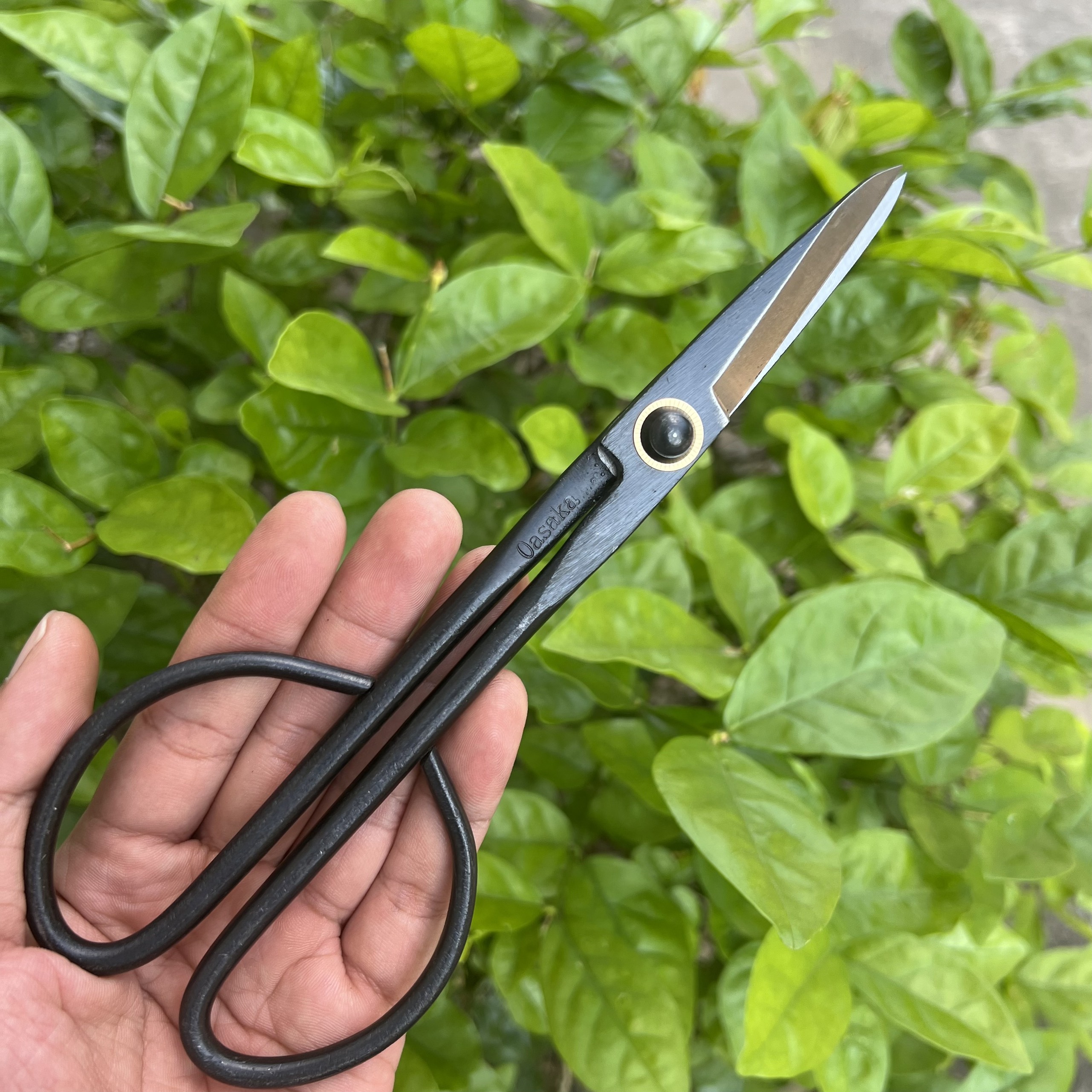 Kéo Tỉa Lá, Tỉa Nhánh , Tỉa Cành ,Kéo Tía Cây Bonsai Chuyên Nghiệp , Thép Đúc Nguyên Khối Nhật Bản - HA86