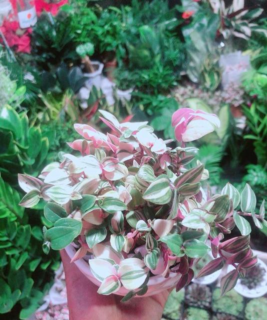 Cây Thằn Lằn Thái Kèm Chậu Sứ